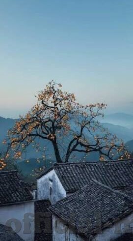萝莉炸金花-萝莉炸金花，一场关于童年、游戏与成长的奇妙邂逅